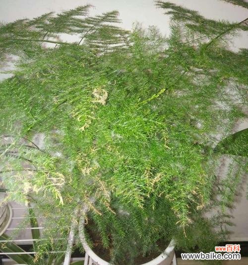 文竹爬的高,人生的寓意 攀登高峰,展翅飞翔