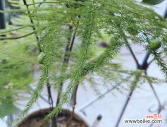 探索文竹开花的奇迹，解读其美丽与寓意 文竹开花的寓意与象征意义