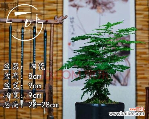 探索微型盆景艺术中的文竹之美 文竹微盆景的意义与价值