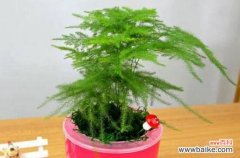 以文竹见证自然的力量与希望 文竹的象征意义及美丽盛放