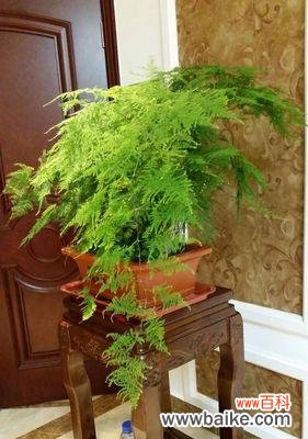 以文竹见证自然的力量与希望 文竹的象征意义及美丽盛放