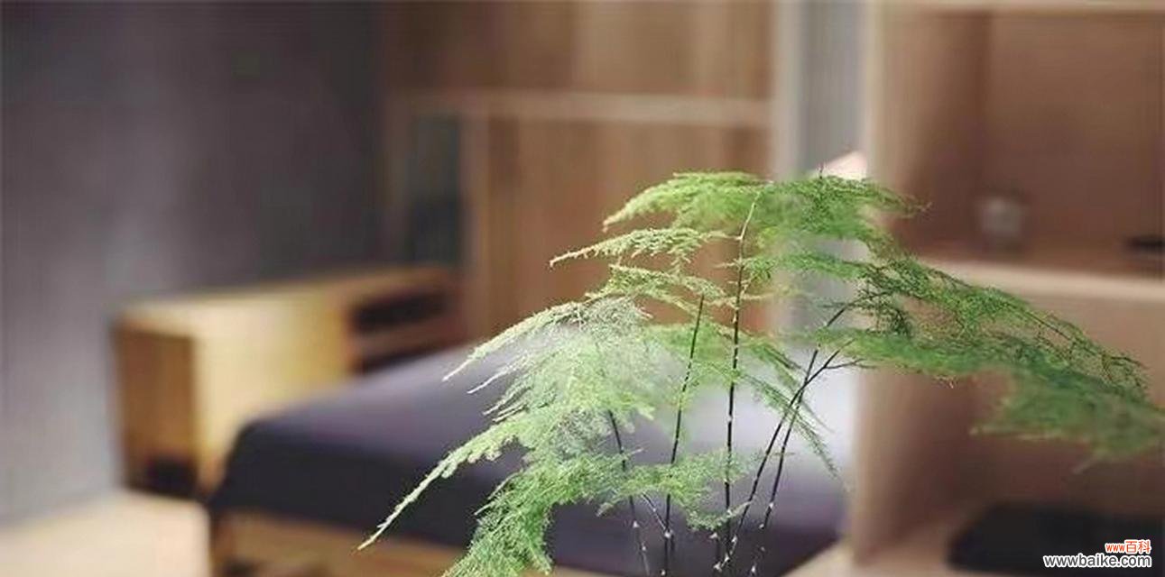 以文竹见证自然的力量与希望 文竹的象征意义及美丽盛放