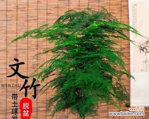 探寻文竹所代表的象征和内涵 文竹的寓意与意义