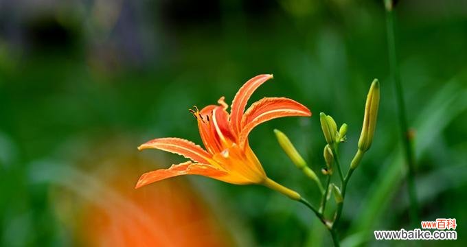 夏水仙的花语意味着什么?传递给我们的信息是什么? 夏水仙的花语——热情与坚韧