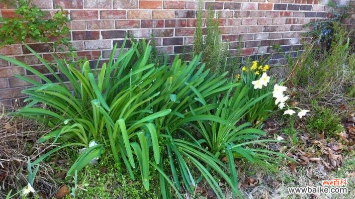 夏水仙的花语意味着什么?传递给我们的信息是什么? 夏水仙的花语——热情与坚韧