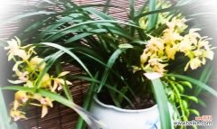 探寻夏兰花的花语之谜 夏兰花