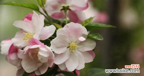 探寻海棠花的深层含义,传递爱与美的永恒价值 以西府海棠花语为主题的美丽寓意