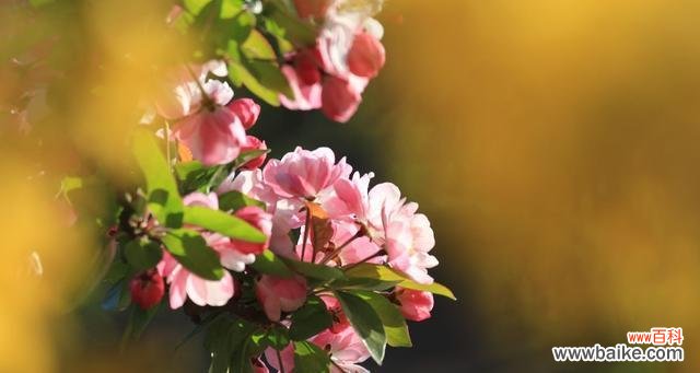 探寻海棠花的深层含义,传递爱与美的永恒价值 以西府海棠花语为主题的美丽寓意