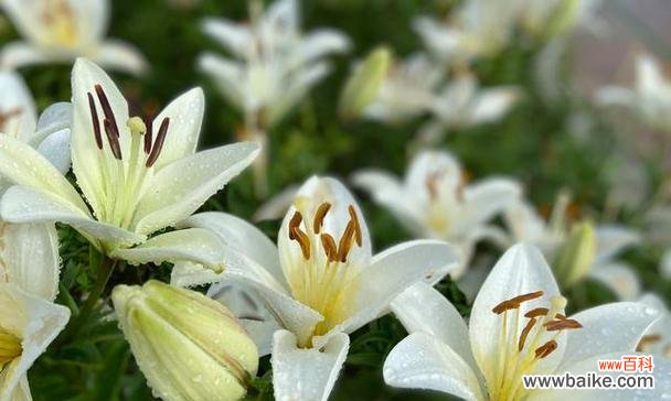 从花语角度探索西伯利亚百合的内涵与意义 以西伯利亚百合花语传递爱与希望