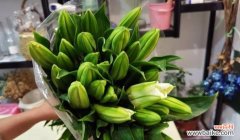 从花语角度探索西伯利亚百合的内涵与意义 以西伯利亚百合花语传递爱与希望