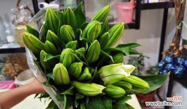 从花语角度探索西伯利亚百合的内涵与意义 以西伯利亚百合花语传递爱与希望