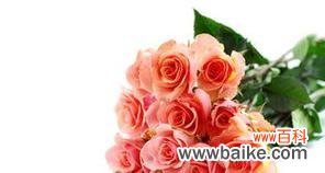 玫瑰的种类和颜色与特定的情感和意义相关联 100朵玫瑰的花语和象征意义