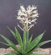 探寻金边虎皮兰开花的美丽之处 金边虎皮兰开花的寓意