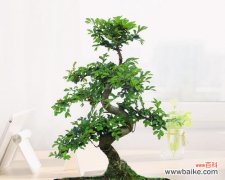 探寻金边六月雪的美丽与神秘 金边六月雪的寓意和风水