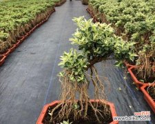 金边六月 金边六月雪花语，寄托梦想与希望