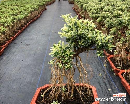 金边六月 金边六月雪花语，寄托梦想与希望