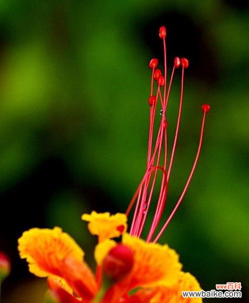 揭示金凤花的吉祥寓意及文化象征 金凤花的寓意与象征意义