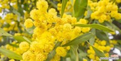 探寻金合欢花语的深层意义与传承 金合欢花语