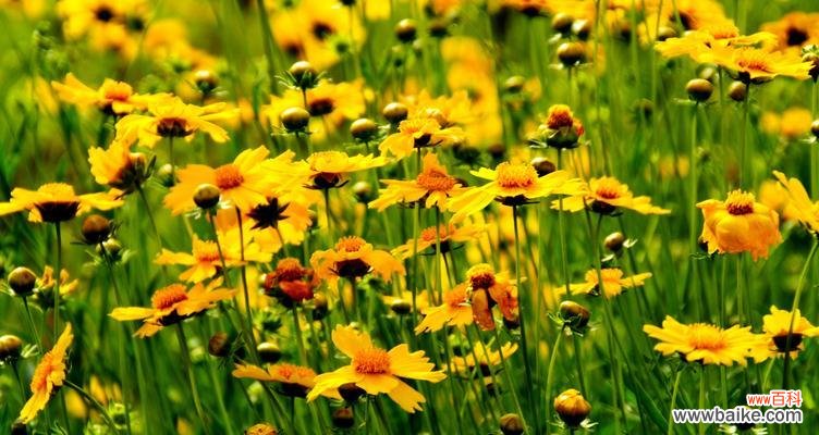 探究金鸡菊的花语及其文化传承 金鸡菊花语的含义与传承