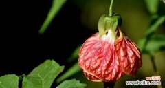 揭示金铃花花语的秘密 金铃花的花语及其意义探析