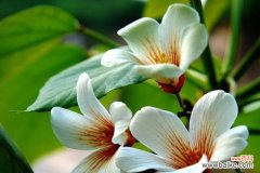 金缕梅花语传递着希望与勇气 金缕梅的花语