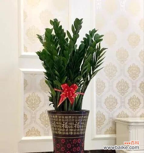 财富与幸福的源泉 探寻金钱树的寓意