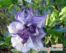 揭开金色曼陀罗花的神秘面纱 金色曼陀罗花的神秘传说与花语