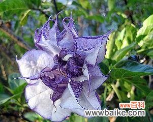 揭开金色曼陀罗花的神秘面纱 金色曼陀罗花的神秘传说与花语