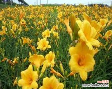 金娃娃萱草花语的解读与应用 金娃娃萱草花语-寓意和魅力