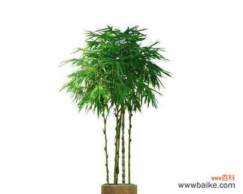 唤起繁荣与吉祥的象征之物 金镶玉竹子的寓意与象征意义