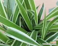 以绿意滋养心灵 金心吊兰