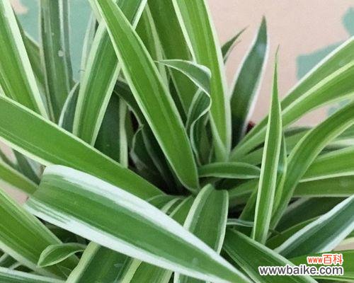 以绿意滋养心灵 金心吊兰