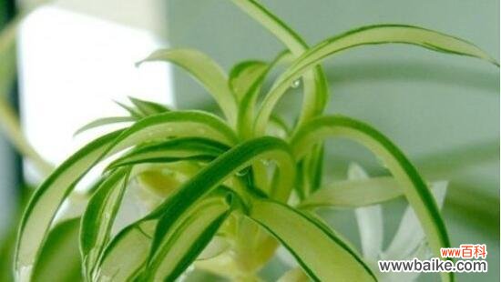 揭秘金心吊兰的含义及其象征意义 金心吊兰的寓意与象征