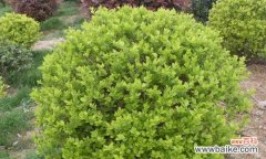 探索金叶女贞的内涵与象征意义 金叶女贞的寓意与象征