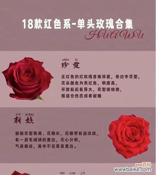 玫瑰花祝福的含义通常是什么？