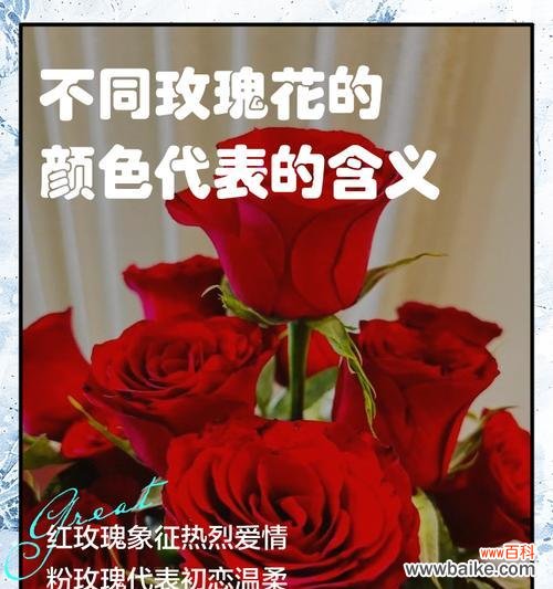 玫瑰花祝福的含义通常是什么？