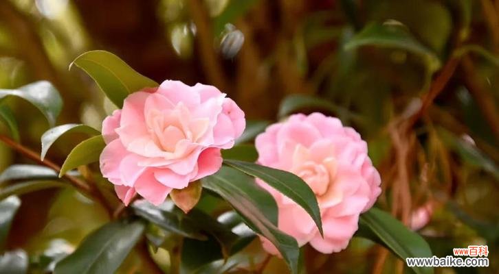 粉色茶花的花语有何含义?