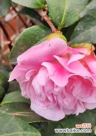 粉色茶花的花语有何含义?