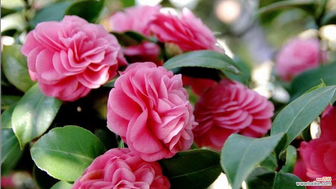 粉色茶花的花语有何含义?