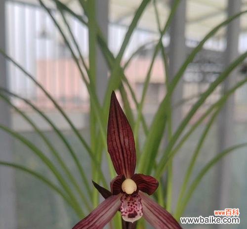 春兰花语言表达什么意思？春兰花的寓意是什么？