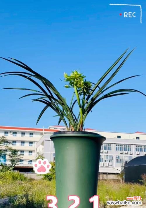 春兰花语言表达什么意思？春兰花的寓意是什么？