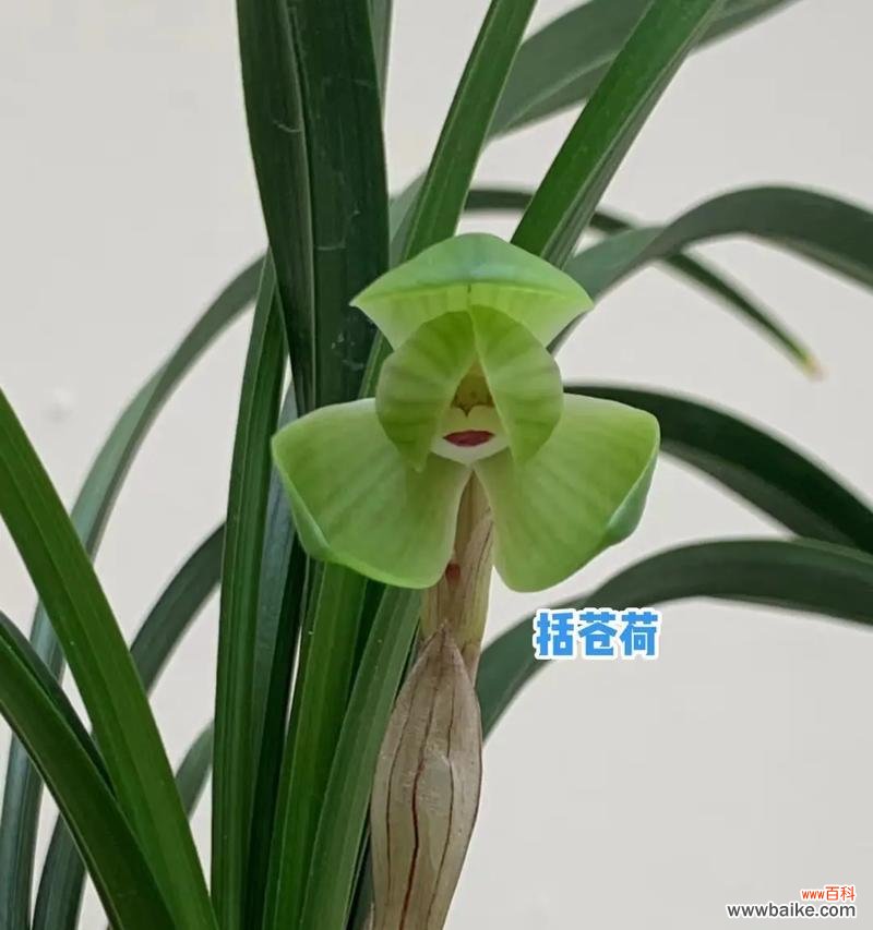 春兰花语言表达什么意思？春兰花的寓意是什么？