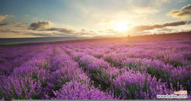 在日本，薰衣草的花语有何不同？它代表了什么？