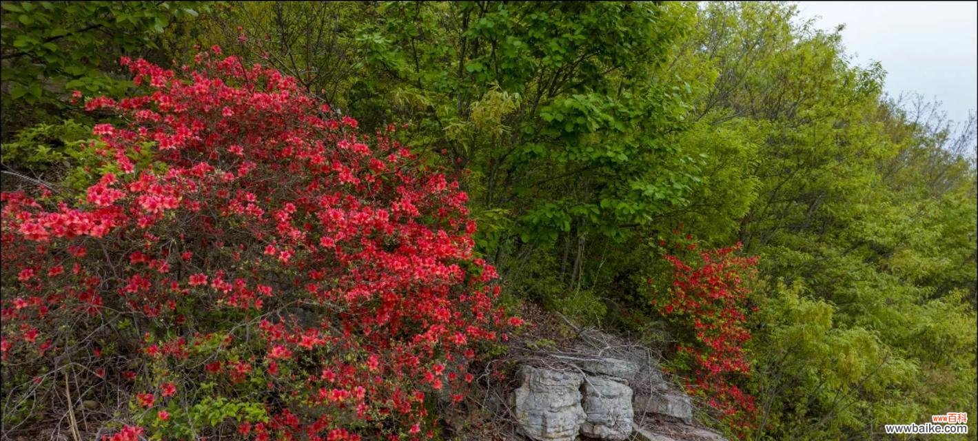 杜鹃花和映山红的花语有什么不同?它们各自代表了什么?