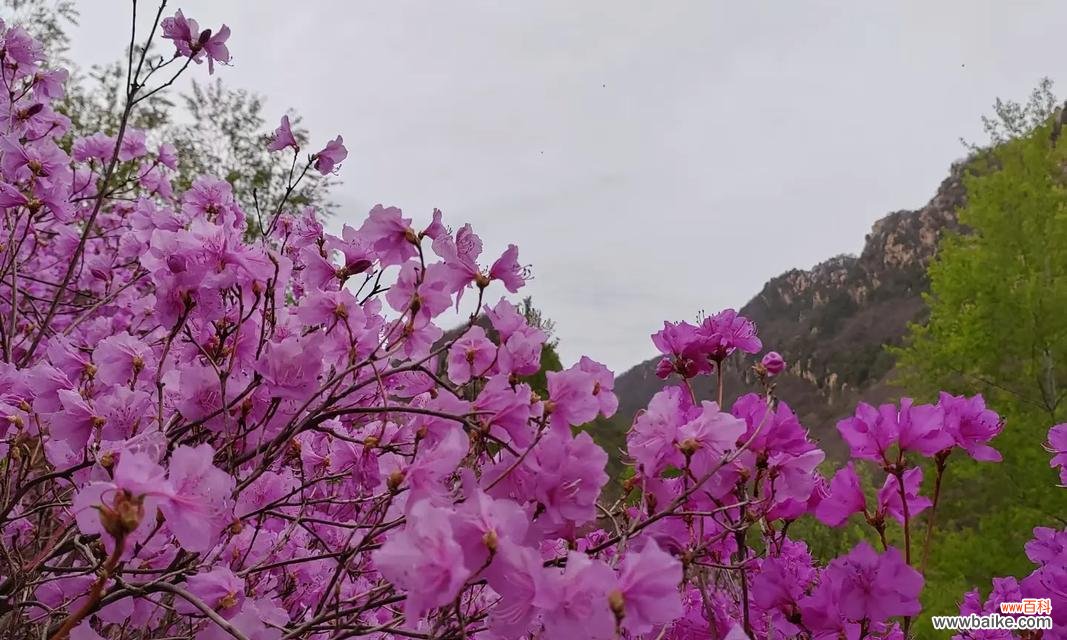 杜鹃花和映山红的花语有什么不同?它们各自代表了什么?