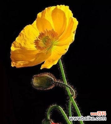 吊金钟的花语有何特别之处?