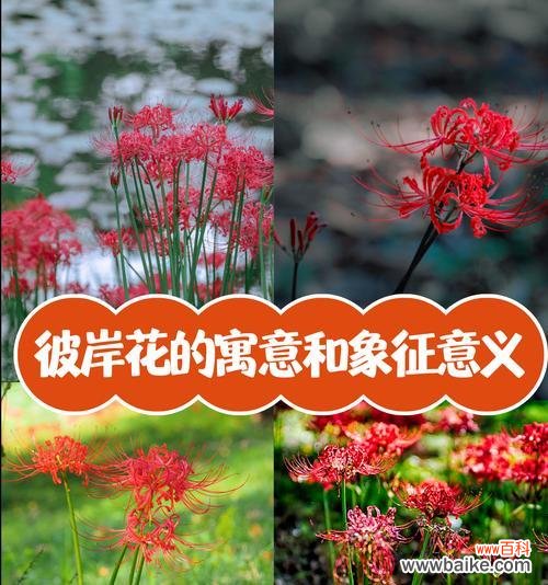 白色彼岸花的象征意义是什么？