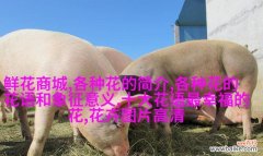 新花语中有哪些动物的象征意义？