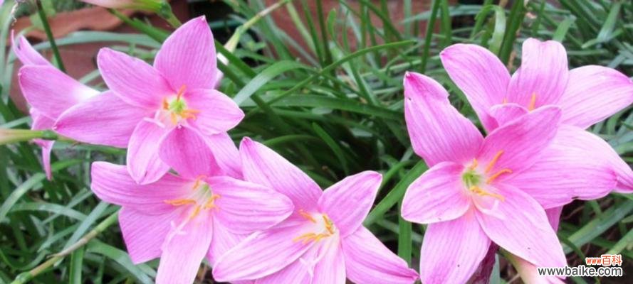 新花语中有哪些动物的象征意义？