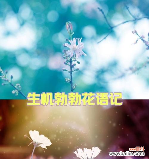 春风吹不尽代表什么？这种花的花语有何寓意？